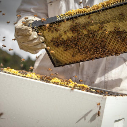 Manuka Honig MGO 150+, 500g ManukaWelt