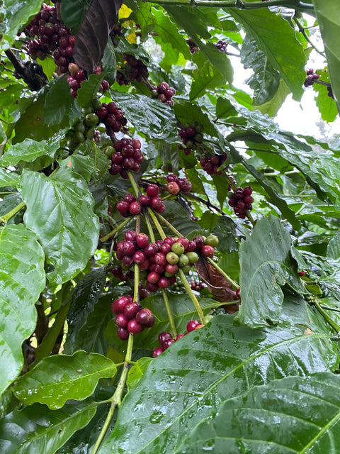 Kaffee-Herkunft und Rösterei-Impression – Mr. Toi | Röstkaffee aus Vietnam
